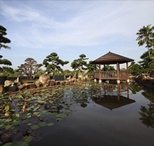 LARGEST BONSAI GARDEN IN SINGAPORE