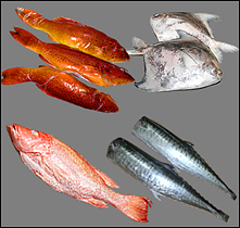 WHOLESALER OF SEAFOOD PRODUCTS